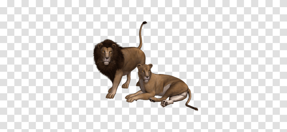 Lion Roar, Animal, Wildlife, Mammal, Dog Transparent Png
