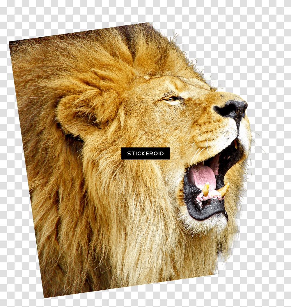 Lion Roar Clear Background Lion Transparent Png