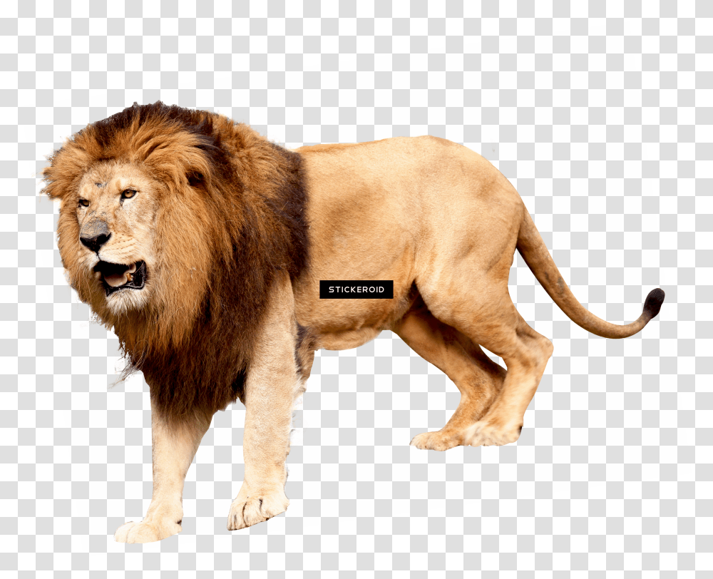 Lion Roar Lion Background Transparent Png