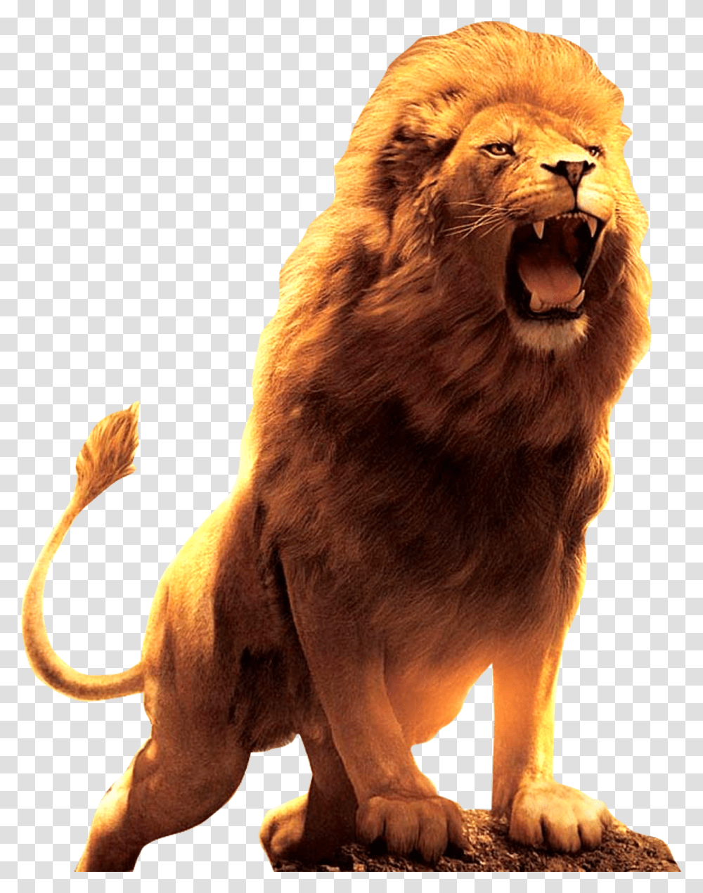 Lion Roar Wallpaper Hd, Wildlife, Mammal, Animal Transparent Png