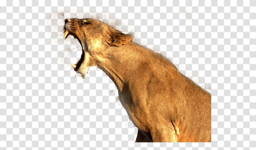 Lion Roaring Lion, Wildlife, Animal, Mammal, Giraffe Transparent Png