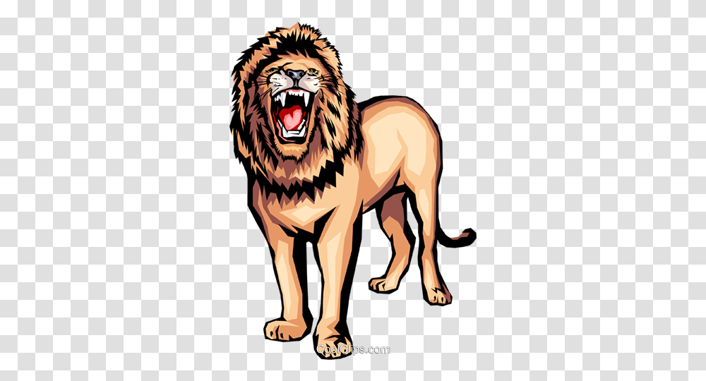 Lion Royalty Free Vector Clip Art Illustration, Wildlife, Mammal, Animal, Zebra Transparent Png