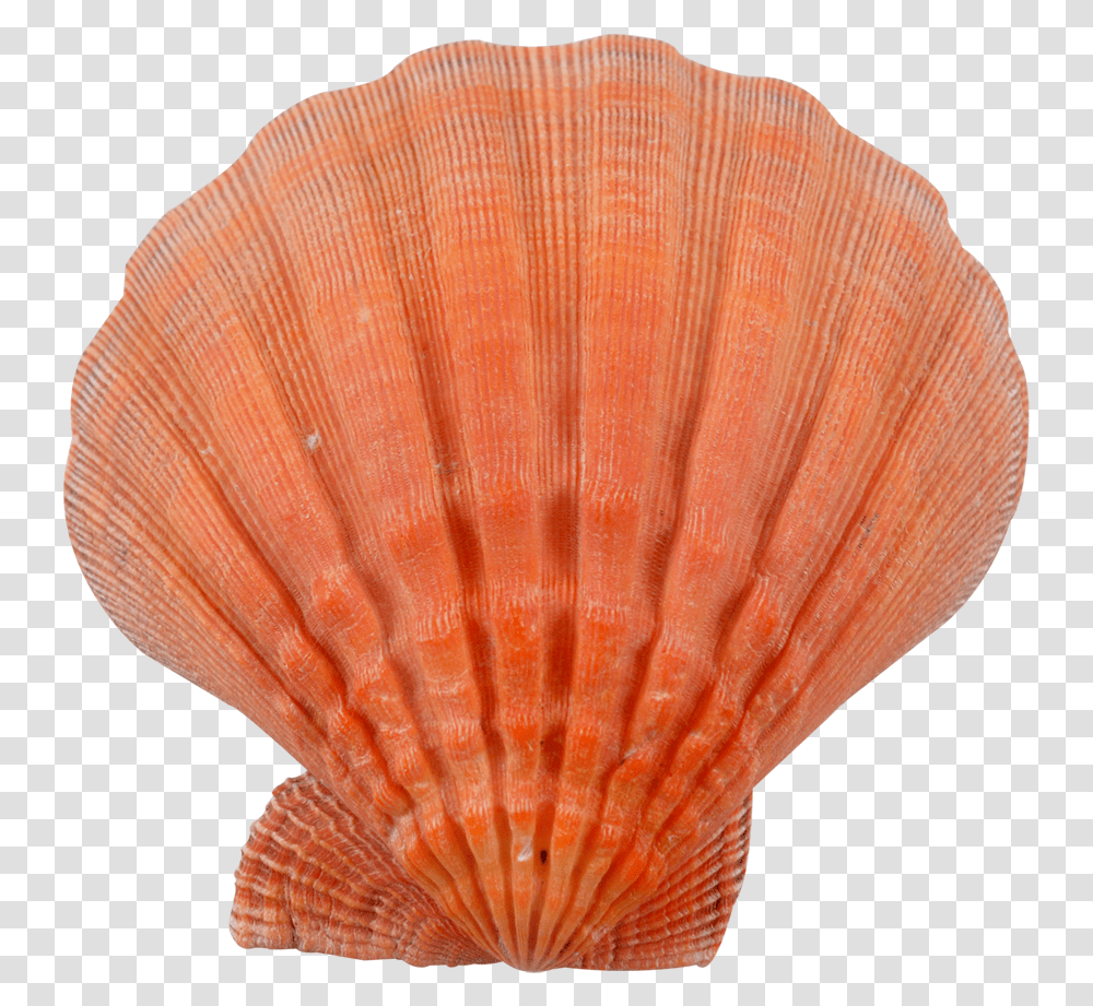 Lion's Paw Orange Seashell Orange Seashells, Clam, Invertebrate, Sea Life, Animal Transparent Png