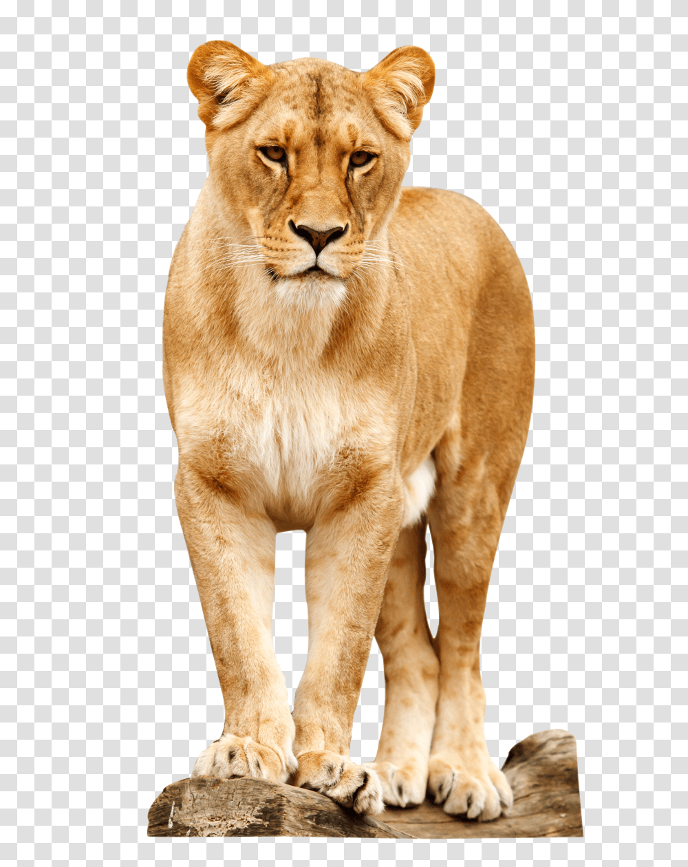 Lion Standing Image, Animals Transparent Png