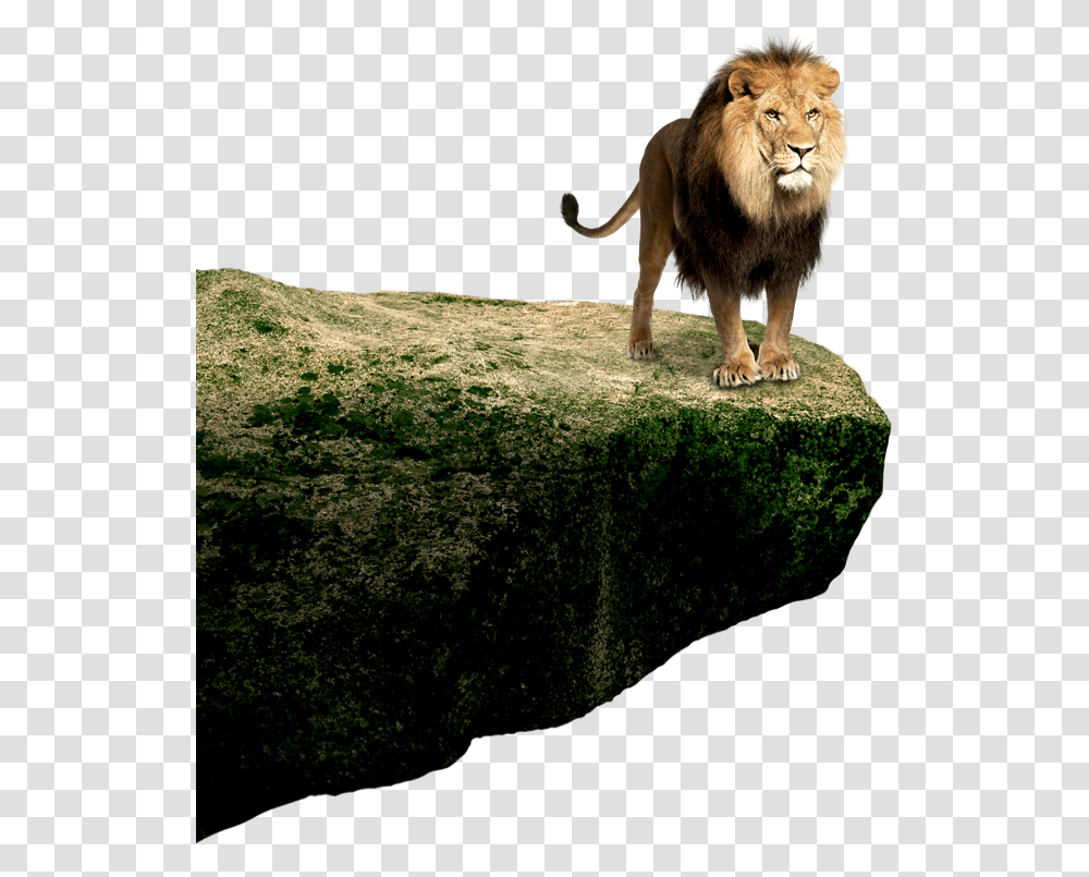 Lion Standing Images Hd, Wildlife, Mammal, Animal Transparent Png