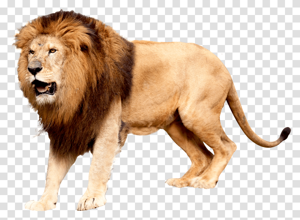 Lion Transparent Png