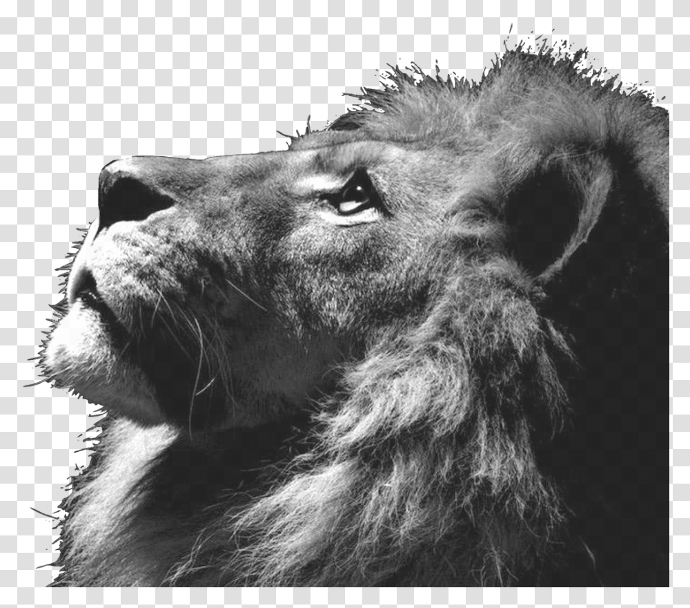 Lion Triangle Tumblr Lion Background, Wildlife, Mammal, Animal Transparent Png