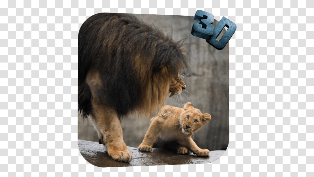 Lion Video Live Wallpaper 30 Download Android Apk Aptoide Live Lion Video, Wildlife, Mammal, Animal, Bear Transparent Png