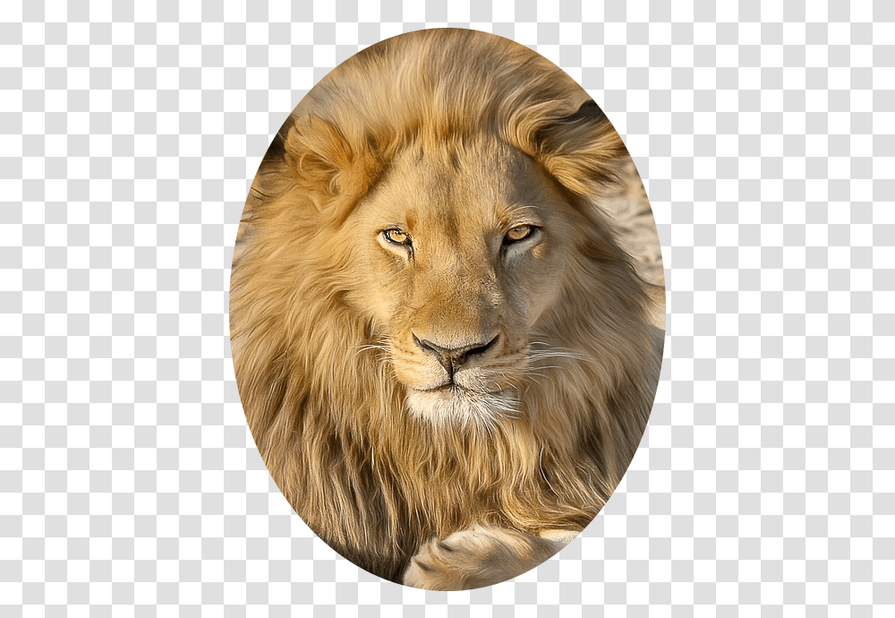 Lion Wallpaper Hd Download, Wildlife, Mammal, Animal, Dog Transparent Png