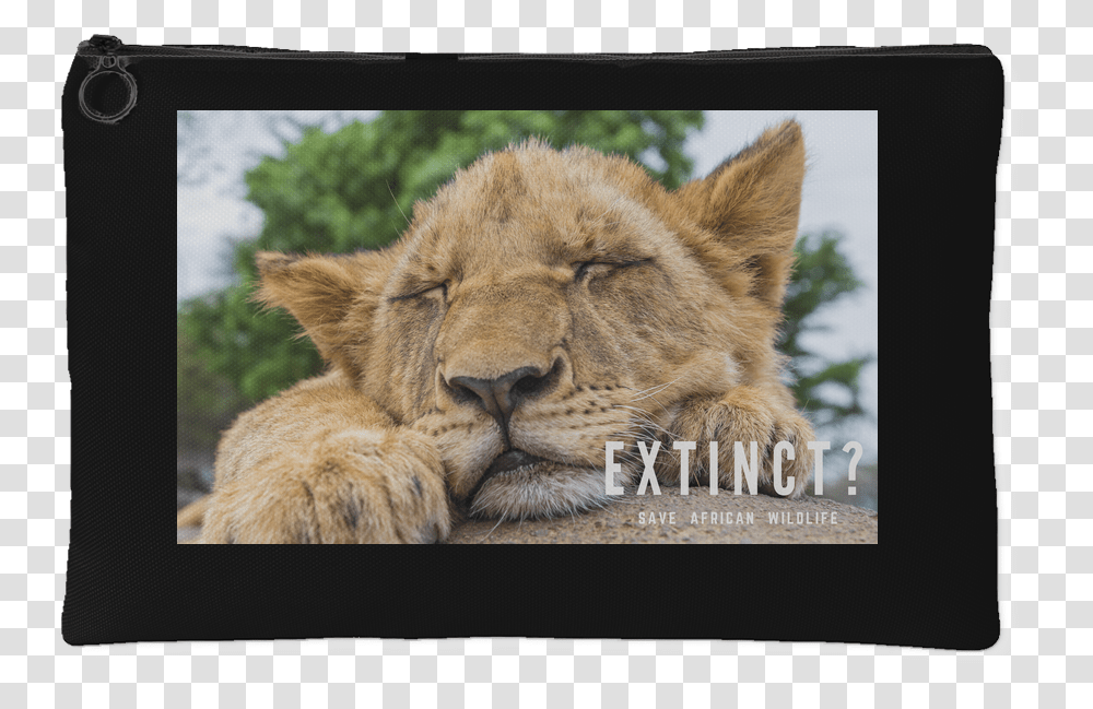 Lion, Wildlife, Mammal, Animal, Monitor Transparent Png