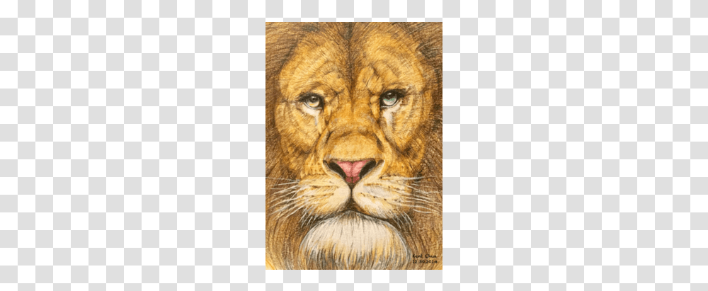 Lion, Wildlife, Mammal, Animal, Panther Transparent Png