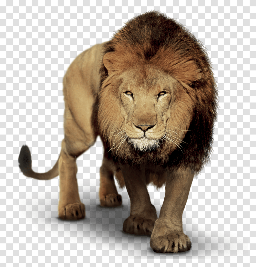 Lion, Wildlife, Mammal, Animal Transparent Png