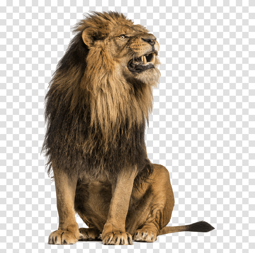 Lion, Wildlife, Mammal, Animal Transparent Png