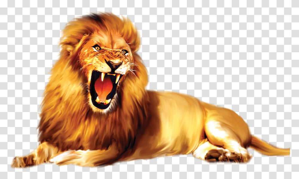 Lion, Wildlife, Mammal, Animal Transparent Png