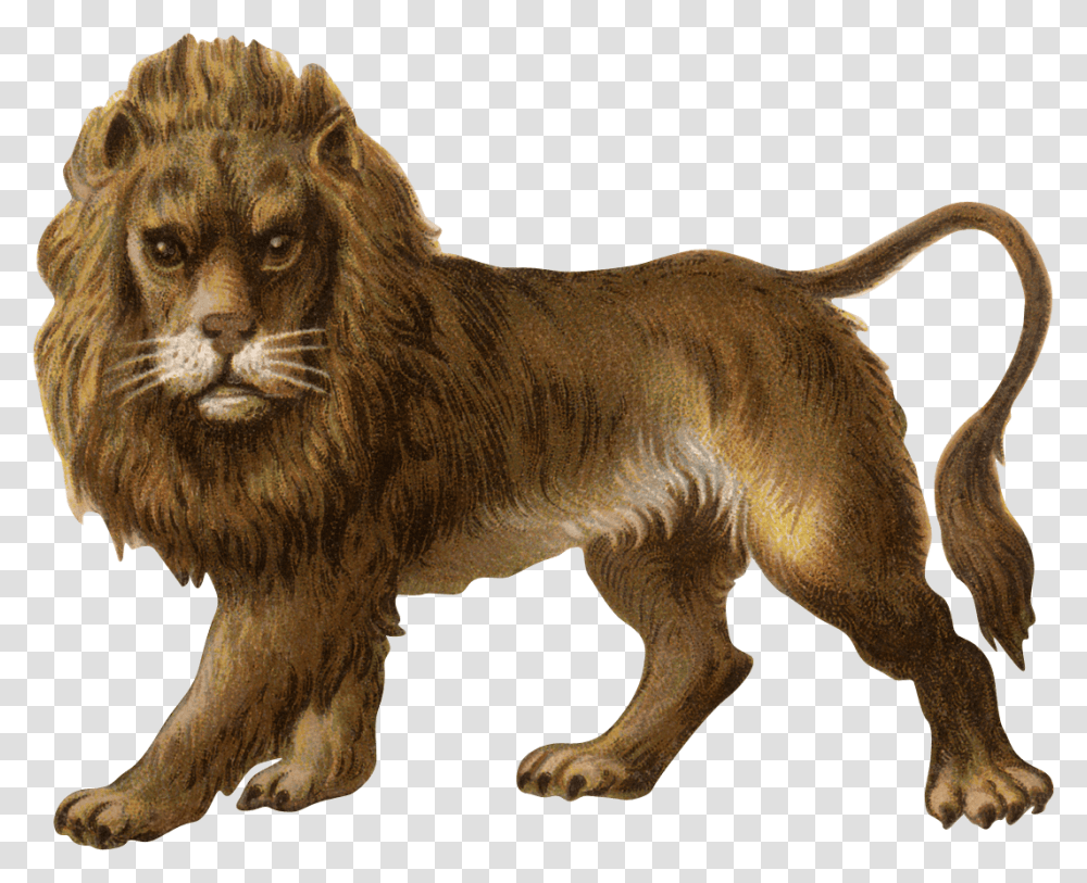 Lion, Wildlife, Mammal, Animal Transparent Png