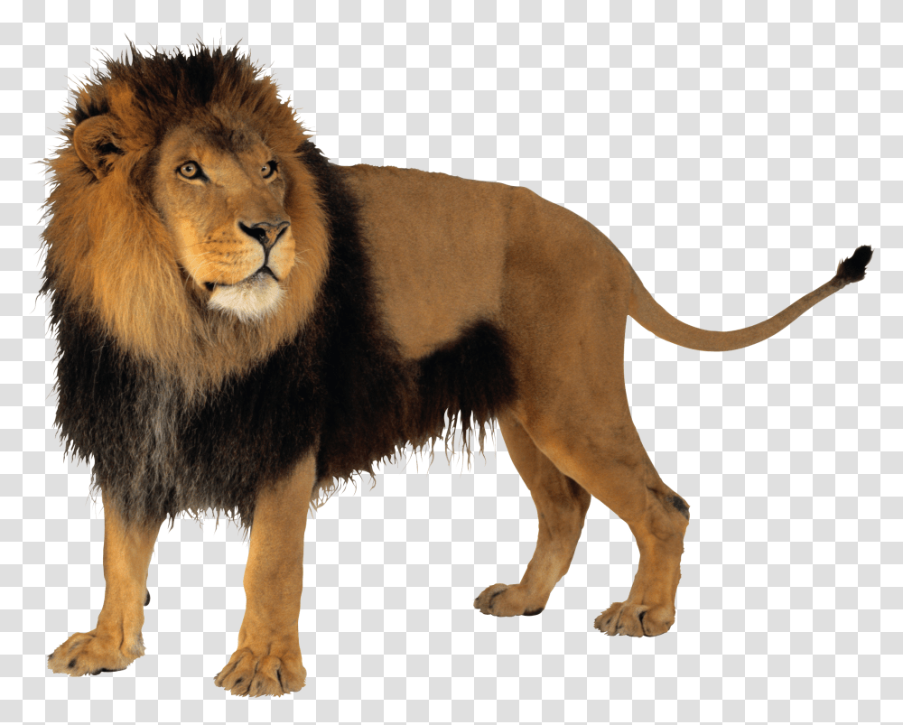 Lion With Background, Wildlife, Mammal, Animal, Dog Transparent Png