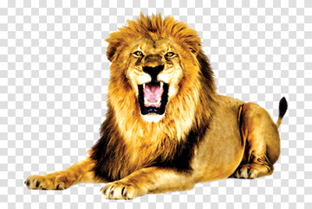 Lion With Open Mouth, Wildlife, Mammal, Animal, Tiger Transparent Png