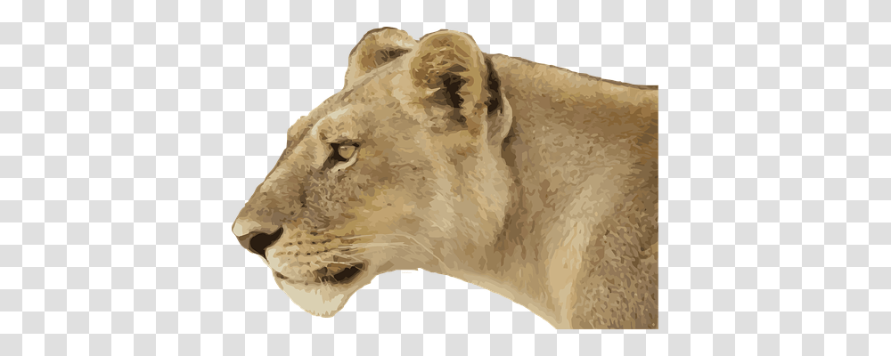 Lioness Mammal, Animal, Wildlife, Rug Transparent Png
