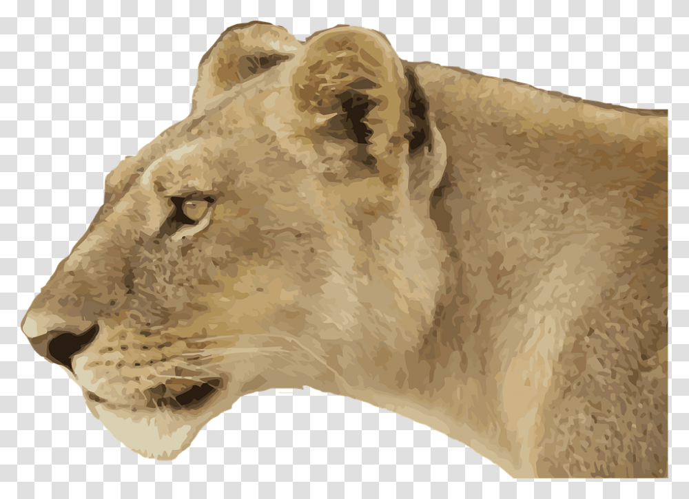 Lioness Animal Wild Wildlife Predator Cat Jungle Female Lion Side View, Mammal, Rug, Cougar Transparent Png