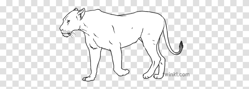 Lioness Black And White 1 Illustration Twinkl Line Art, Mammal, Animal, Wildlife, Wolf Transparent Png
