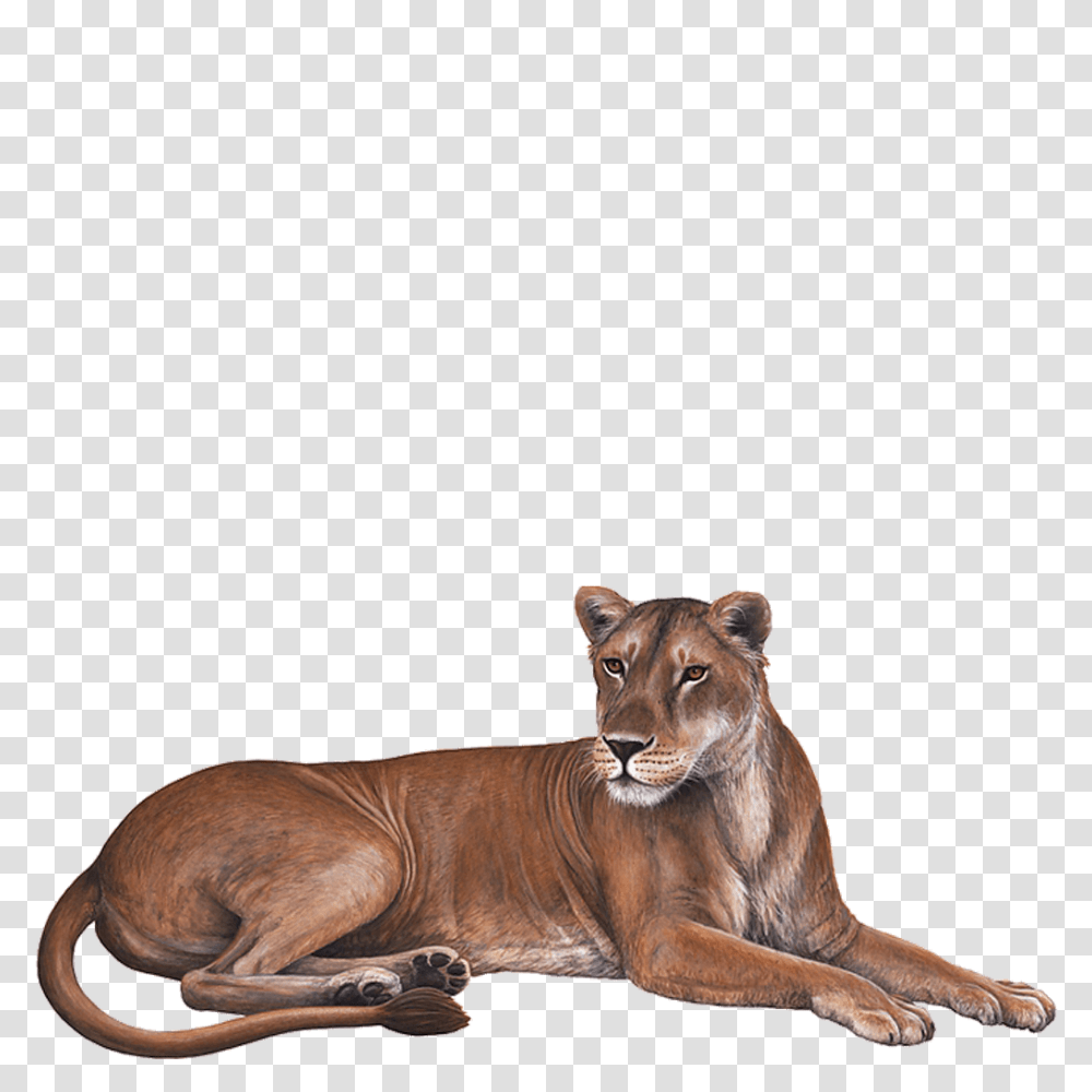 Lioness Download Image Arts, Wildlife, Mammal, Animal Transparent Png