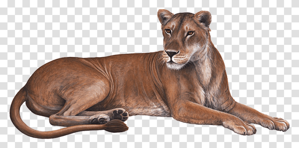 Lioness Download Image Cougar, Wildlife, Mammal, Animal Transparent Png