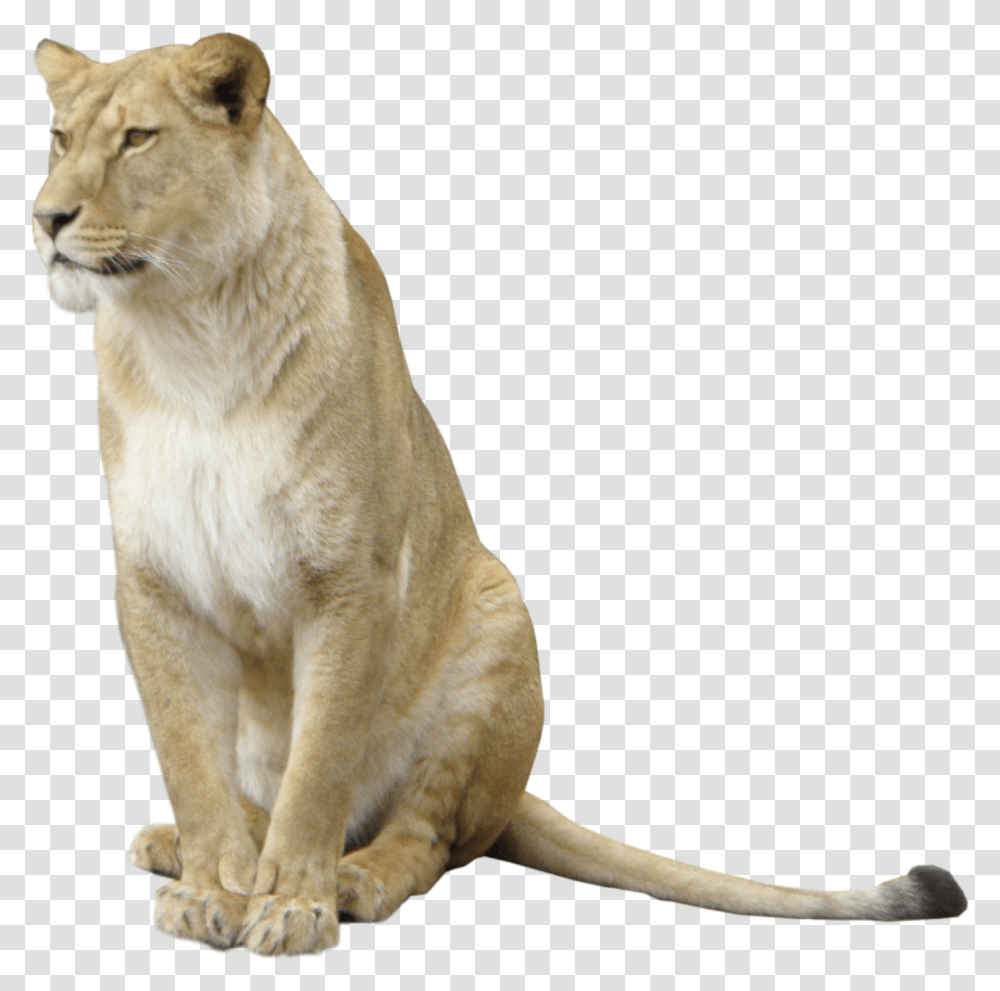 Lioness Free Image Lioness, Animal, Mammal, Wildlife, Cat Transparent Png