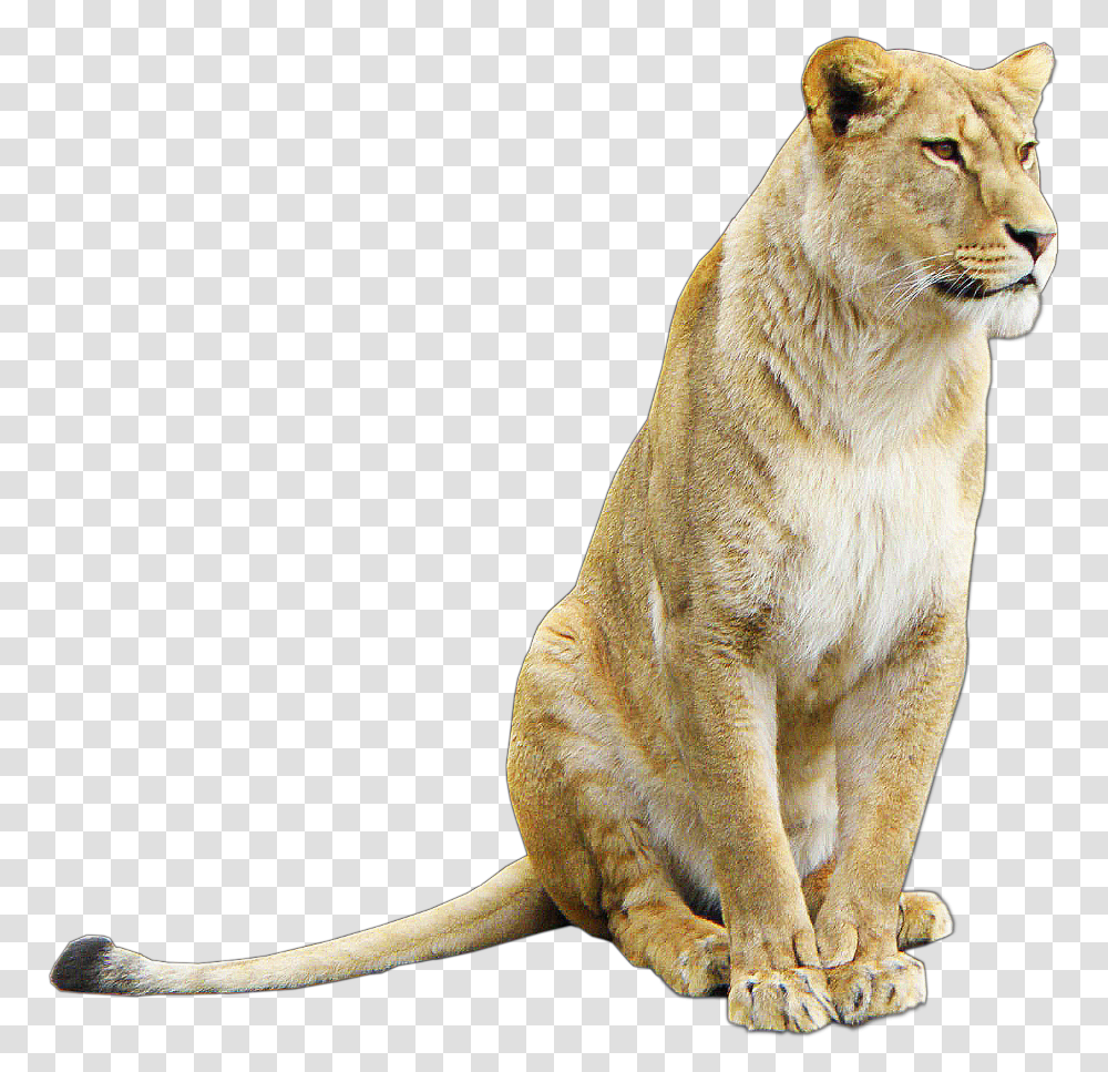 Lioness Lioness, Animal, Mammal, Wildlife, Panther Transparent Png