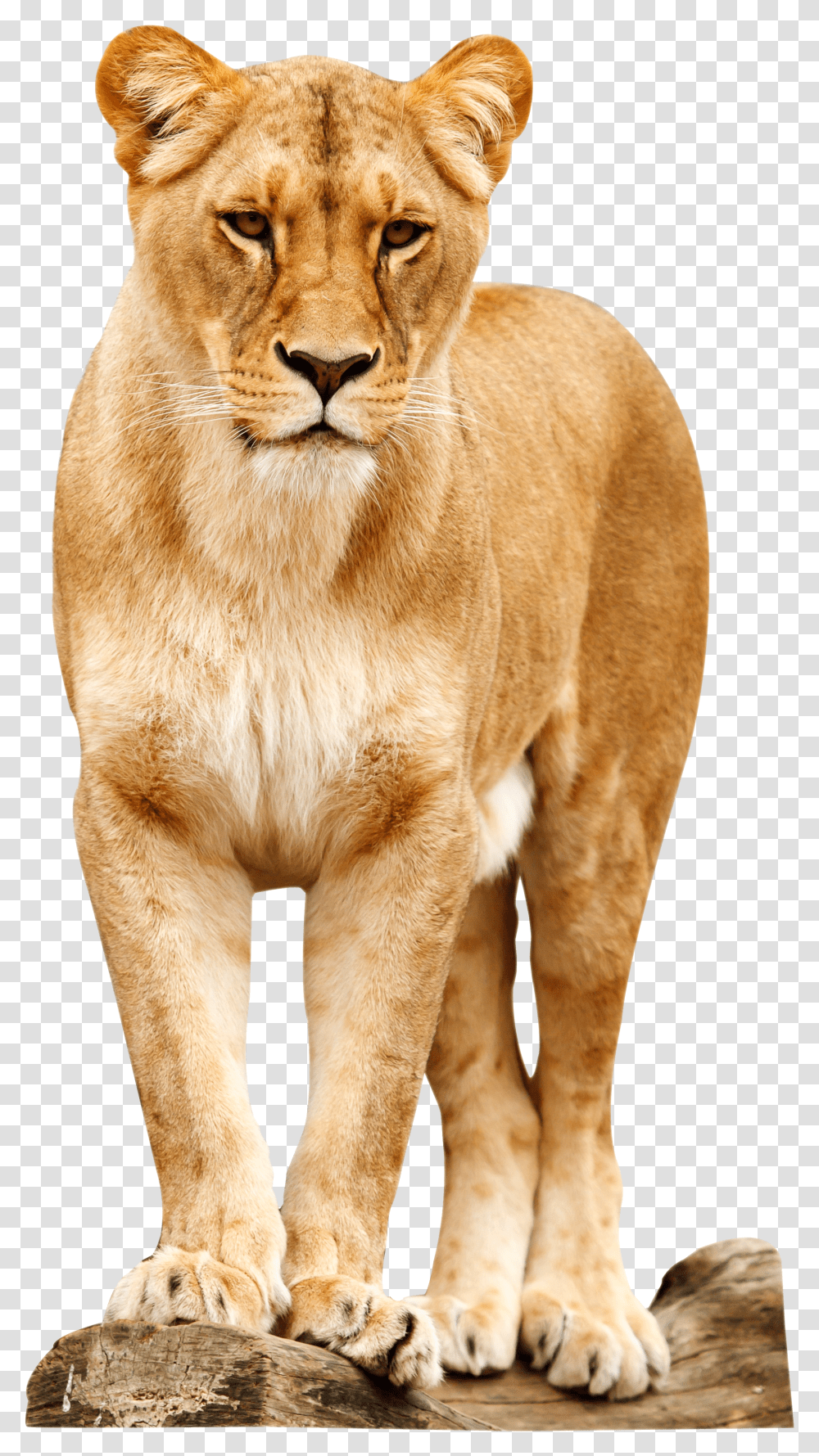 Lioness Standing Transparent Png