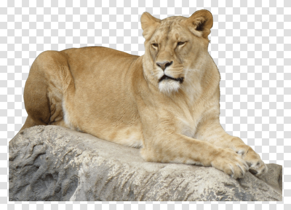 Lioness Transparent Png