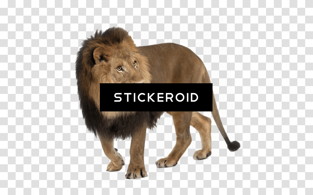 Lionquots Honor 557x563 Angry Lion, Wildlife, Mammal, Animal Transparent Png