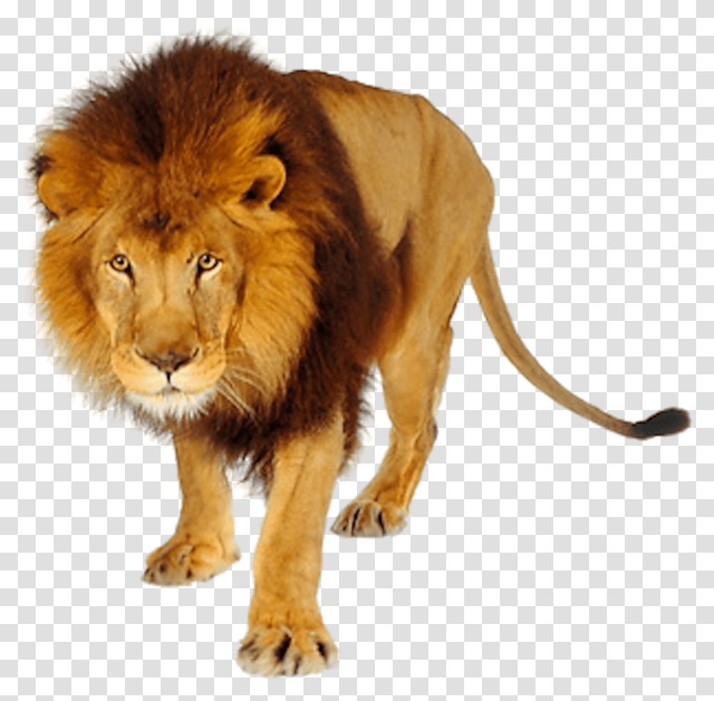 Lions And Tigers, Wildlife, Mammal, Animal Transparent Png