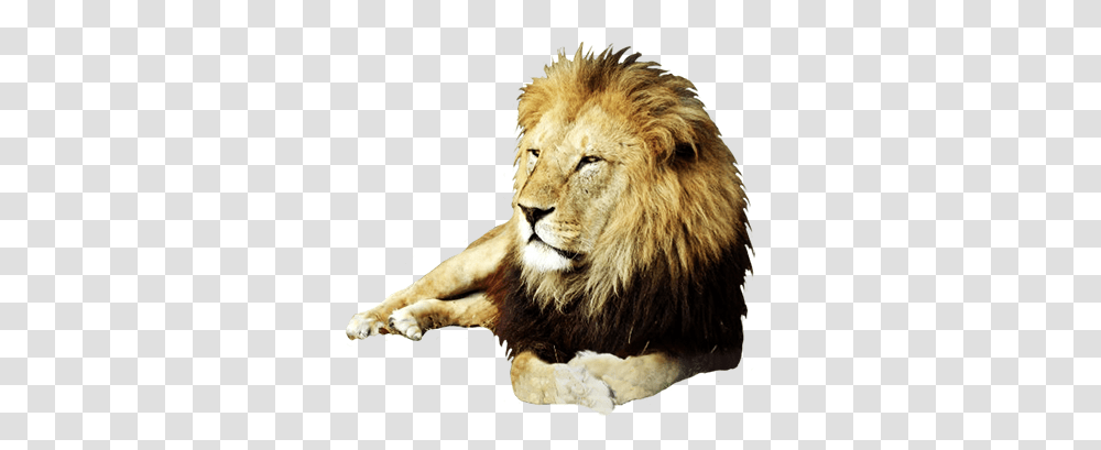 Lions Images And Lion Clipart Free Download Free Real Animal Clip Art, Wildlife, Mammal, Dog, Pet Transparent Png