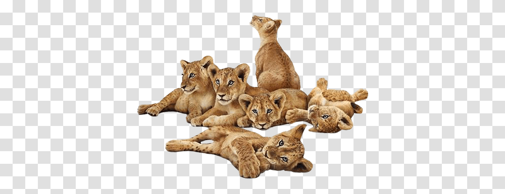 Lions Lion Lioncub Lioncubs Animals Lion Cub, Mammal, Wildlife, Cougar, Pet Transparent Png