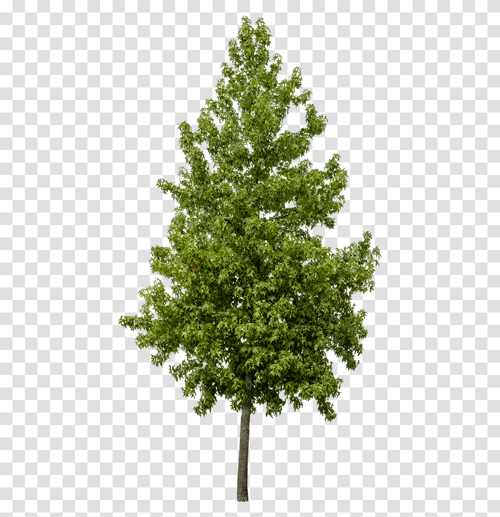 Liquidambar Styraciflua, Tree, Plant, Maple, Conifer Transparent Png