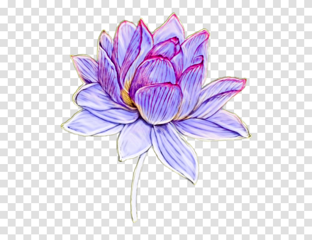 Liriodeagua Dibujo Draw Lirio Lirioacuatico, Dahlia, Flower, Plant, Blossom Transparent Png