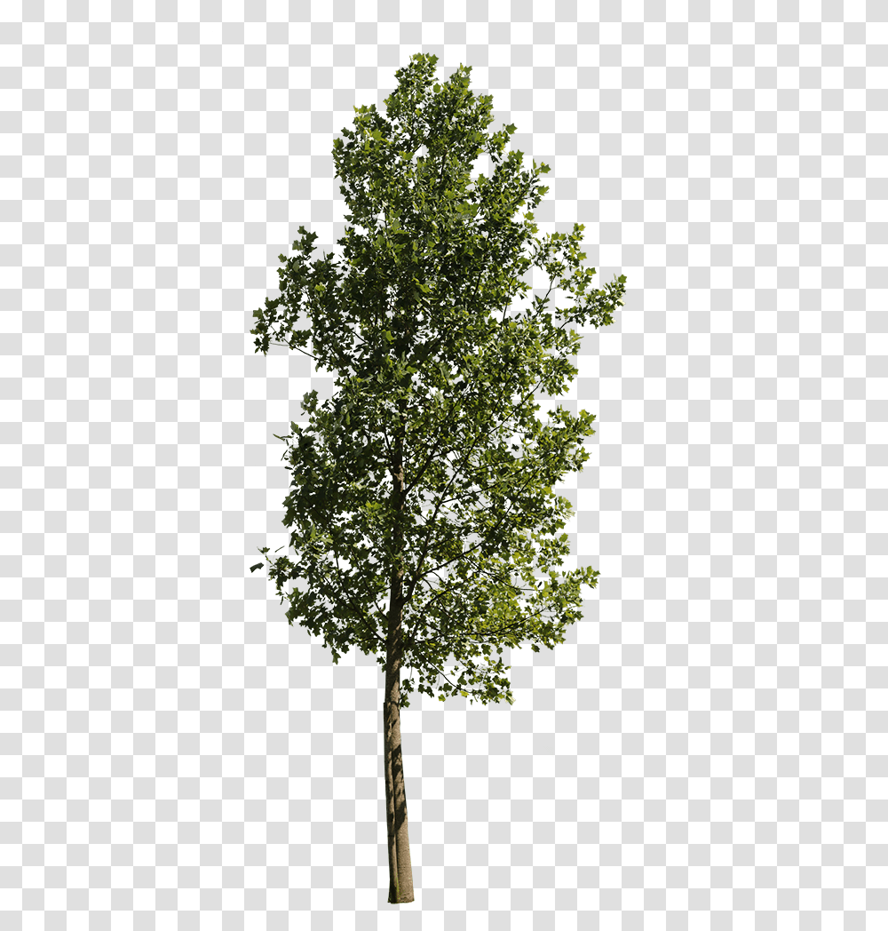 Liriodendron Tulipifera Iii Tulip Tree, Plant, Tree Trunk, Oak, Sycamore Transparent Png