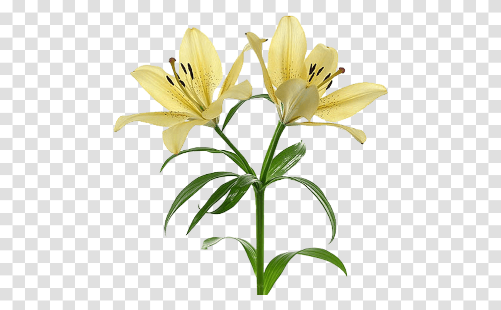 Lirios Dibujos, Plant, Lily, Flower, Blossom Transparent Png