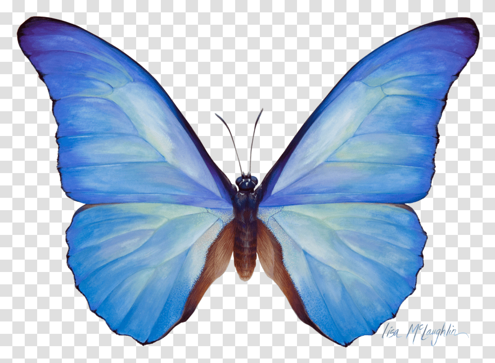 Lisa Mclaughlins Detailed Wildlife Watercolors Exhibit, Insect, Invertebrate, Animal, Butterfly Transparent Png