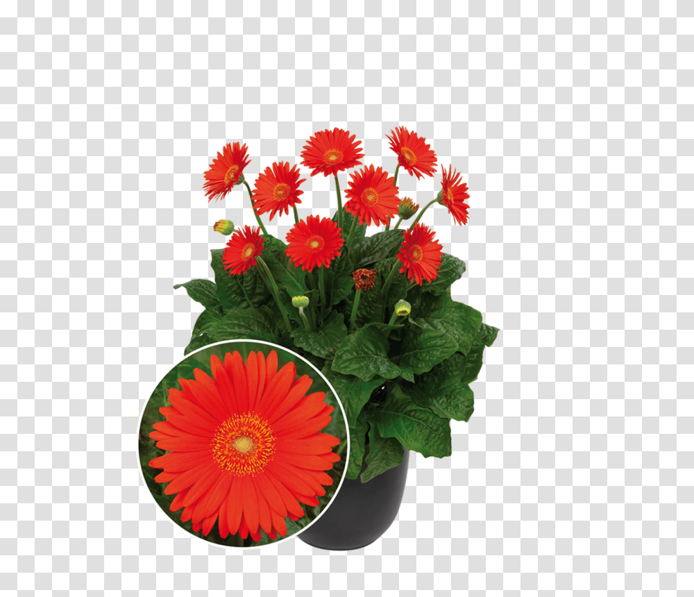 Lisa Pascoe Canada Blooms, Plant, Potted Plant, Vase, Jar Transparent Png