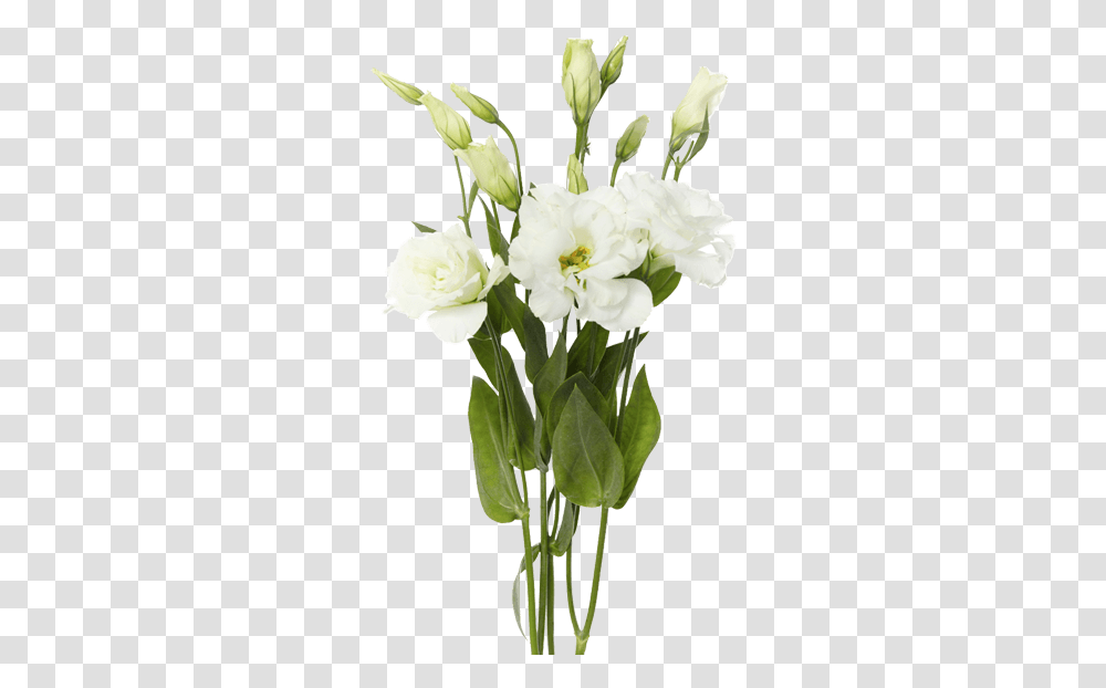 Lisianthus - Rio Roses White Lisianthus Flower, Plant, Blossom, Flower Arrangement, Flower Bouquet Transparent Png