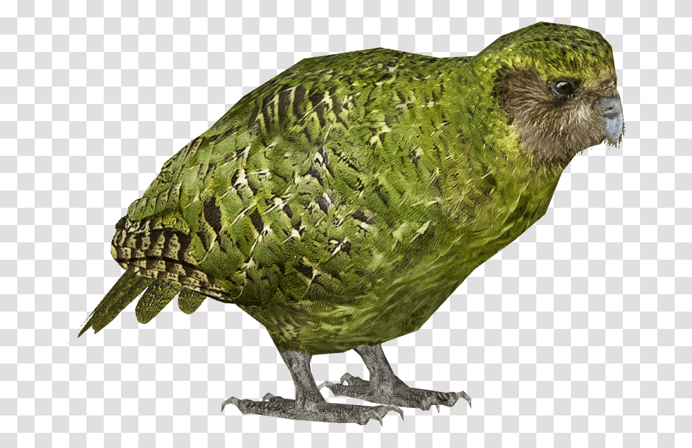 List Button Kakapo, Bird, Animal, Parakeet, Parrot Transparent Png