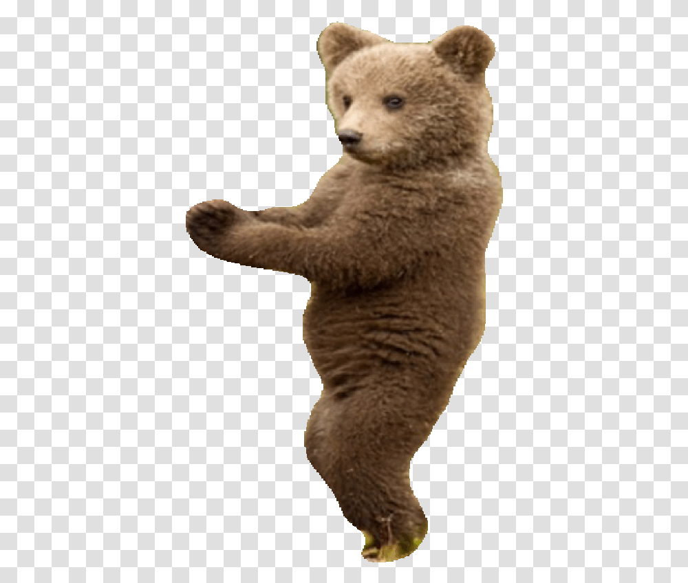 List Of Synonyms And Antonyms The Word Bear Animated Dancing Bear Gif, Mammal, Animal, Wildlife, Teddy Bear Transparent Png