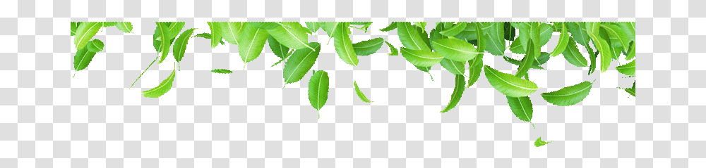 Listya Gif Na Prozrachnom Fone, Leaf, Plant, Green, Vegetation Transparent Png