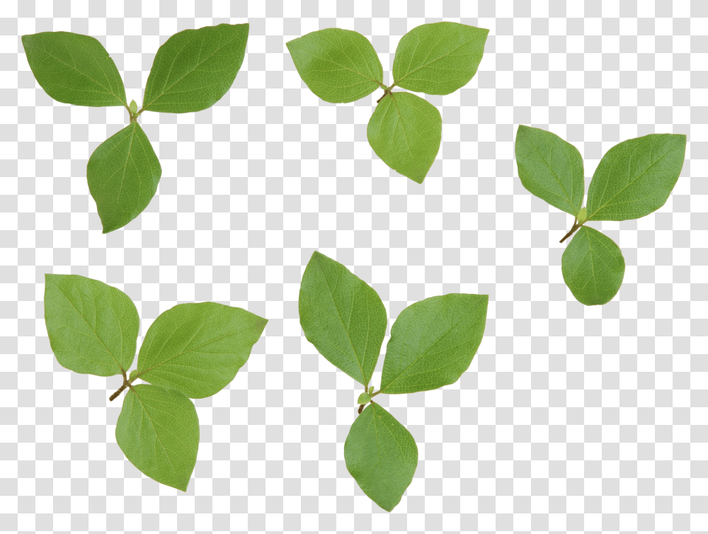 Listya Limona, Leaf, Plant, Green, Vine Transparent Png