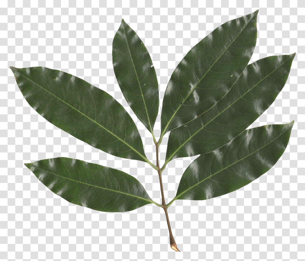 Litchi Chinensis Leaf Lychee Fruit Tree Leaf, Plant, Annonaceae, Maple Leaf, Veins Transparent Png