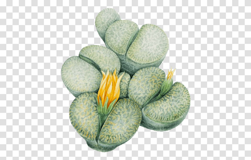 Lithops, Plant, Flower, Anther, Pollen Transparent Png