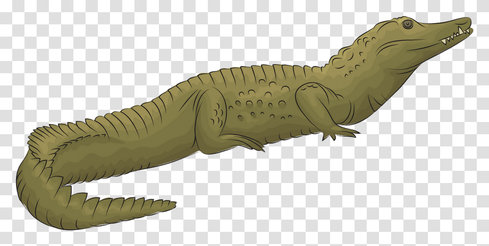 Litopenaeus Setiferus, Reptile, Animal, Crocodile, Alligator Transparent Png