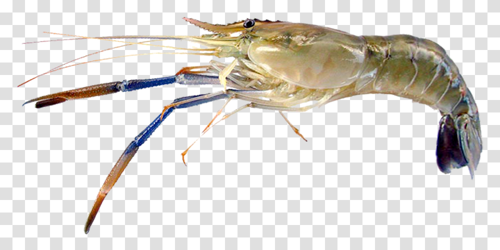 Litopenaeus Setiferus, Shrimp, Seafood, Sea Life, Animal Transparent Png