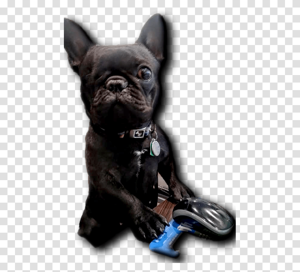 Little Blind Dog Fat Guy Approved French Bulldog, Pet, Canine, Animal, Mammal Transparent Png